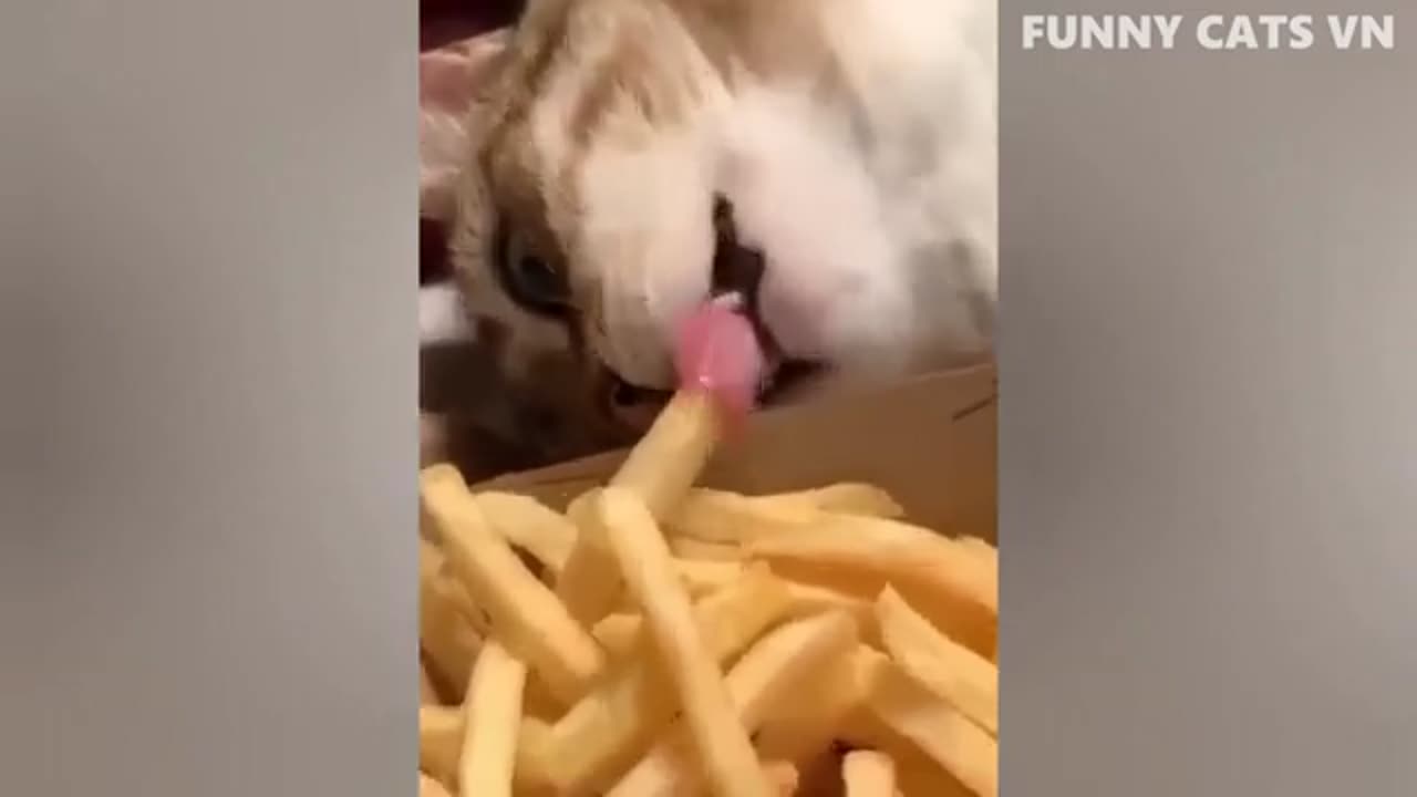 Funny animals video