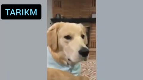 Dogs training funny video