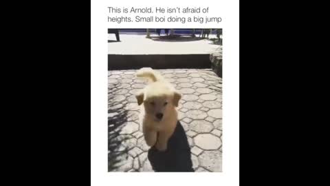 Cutest puppies p32 #short