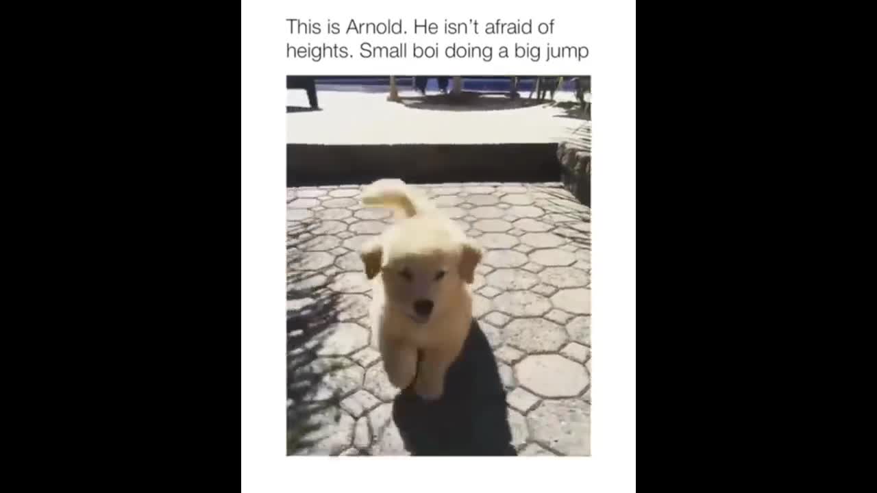 Cutest puppies p32 #short