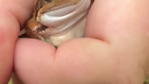 Would you kiss the frog?