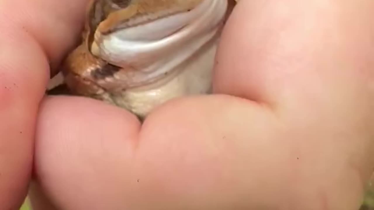Would you kiss the frog?