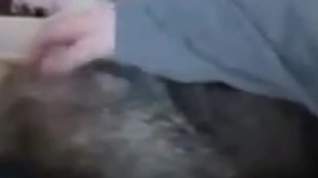 Funny Dog videos compilation 😂🤣 will make you laugh