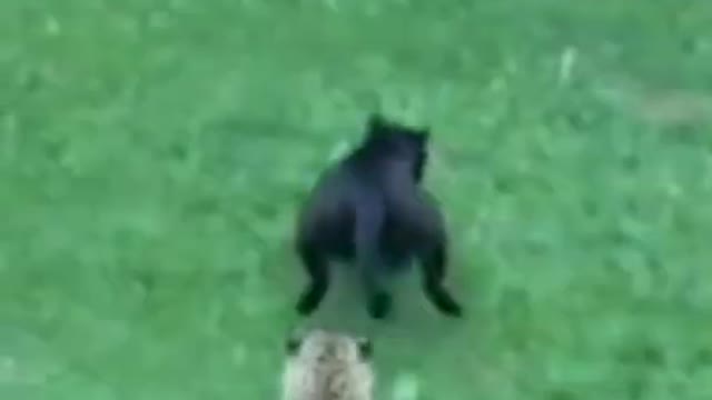 Black panther vs Jaguar - The battle for survival.#shorts #blackpanther