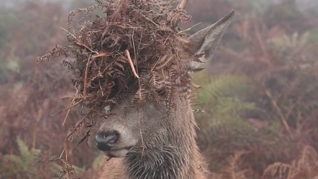Juvenile Red Deer Stag Covers Antlers In Bracken