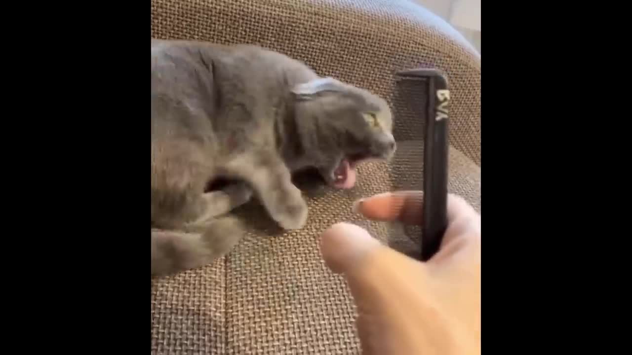 Worlds funniest animals