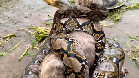Animals