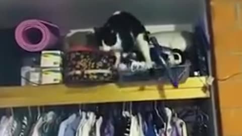 Fannny cats and dogs videos 2024,#20🤣💋👌#funnyvideo #funnymemes #dogs #cats #cute #foryouシ #foryoupageシ#FacebookPage
