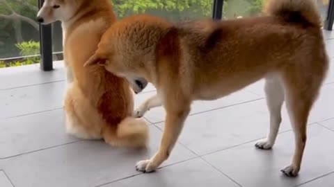 cats and dogs food fitting