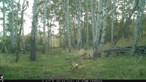 Fox humorously strugglees to chase away magapies from carcass