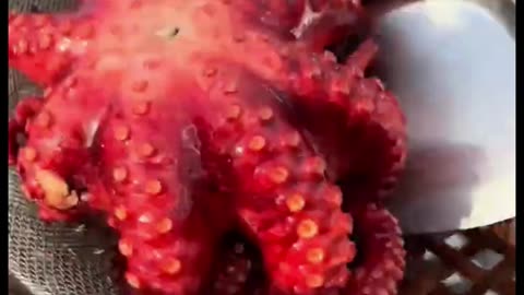 Cooking sea food and salad recipe