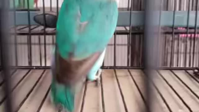 Cute parrots
