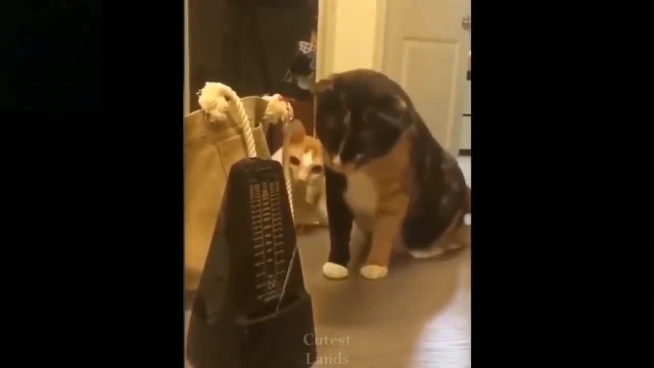 -- Funniest -- Cats and -- Dogs - Awesome Funny Pet Animals Videos --(720P_HD)