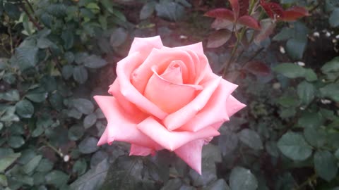 Rose classic