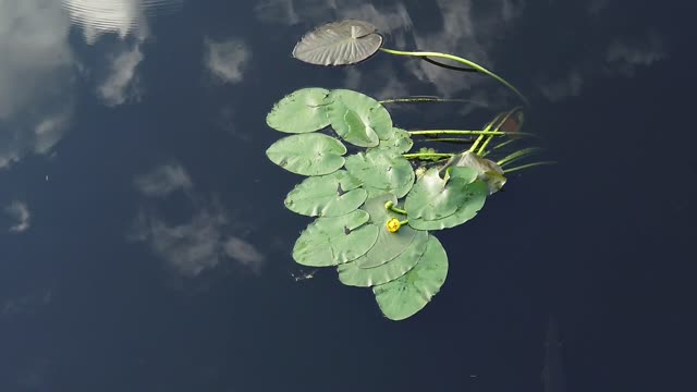 Yellow Water Flower in Sawgrass Lake St Petersburg Florida