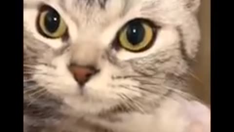 Funniest Cats 😹 - Don&#39;t try to hold back Laughter 😂 - Funny Cats Life