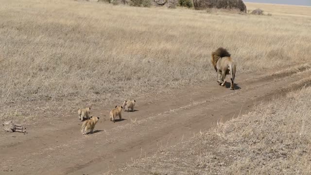 Lion tries to ditch his kids