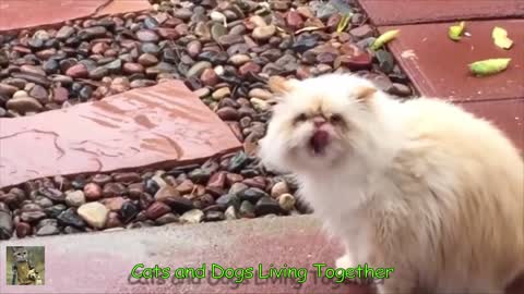 Cats and Dogs Living Together #1