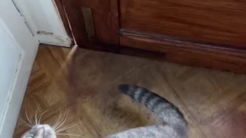 This will attract your cat- Meow to make your cat come to you