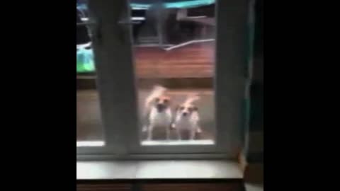 Twin Dogs Behave Identically