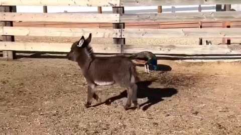 Animal funny video 100%you can't stop your laugh