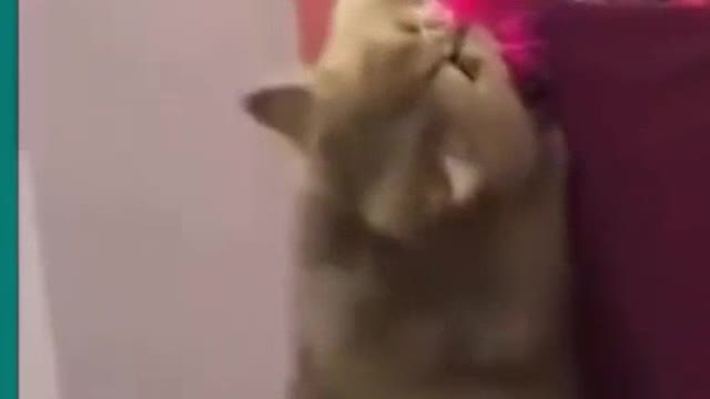 💞😆Cats and dogs fighting very funny😂|| Try not to laugh ||#shorts