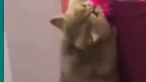 💞😆Cats and dogs fighting very funny😂|| Try not to laugh ||#shorts