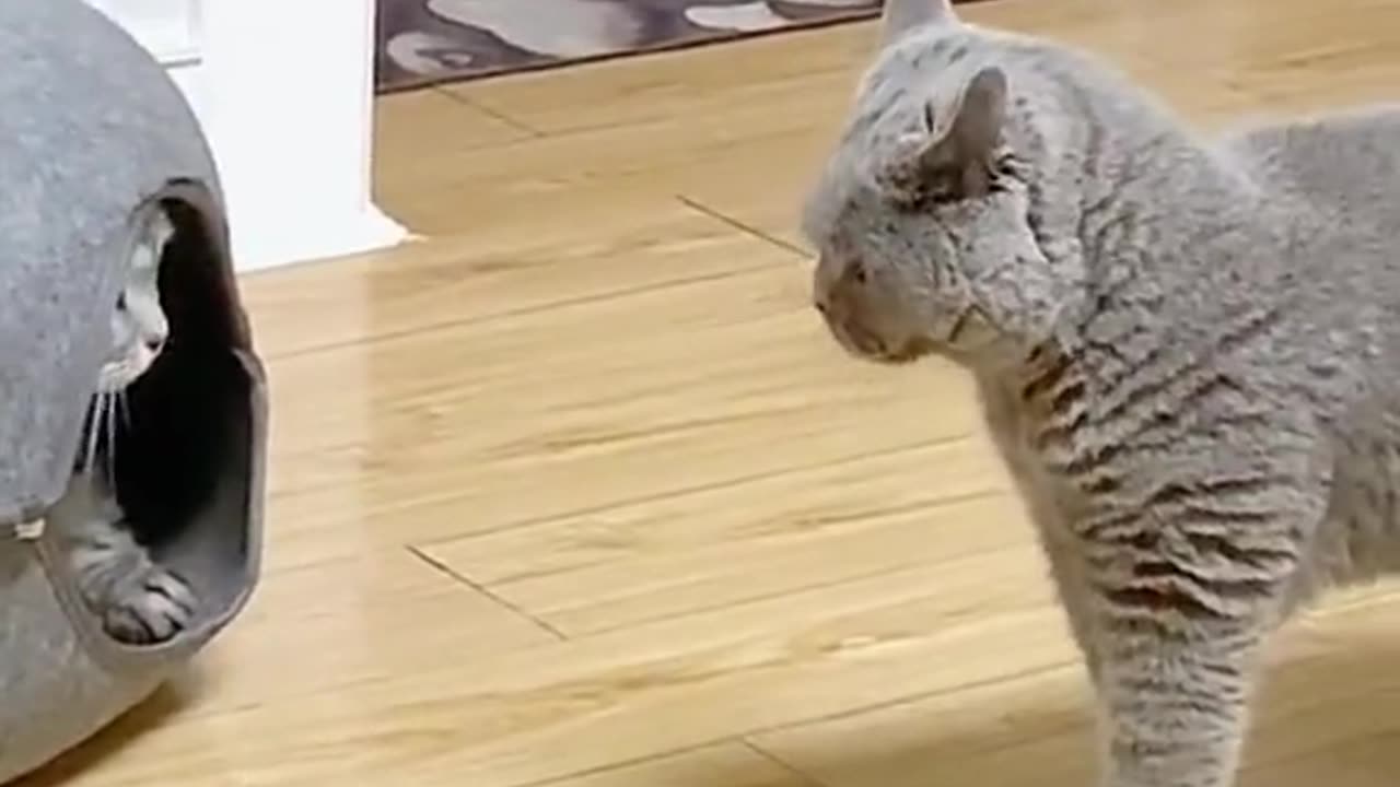 Funny video cute video clip of cat