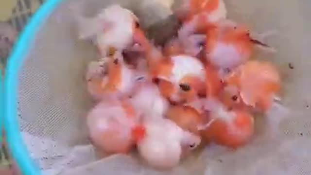 So many cute kittens videos compilation #07