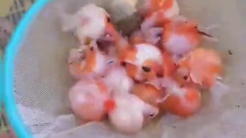 So many cute kittens videos compilation #07