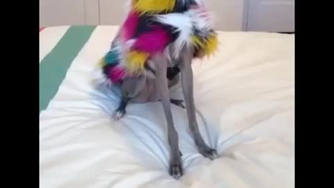 AWW Animals SOO Cute! Videos Compilation cutest and funniest moment of the animals #11