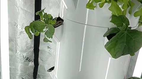 My Garden Blessings- Real Time Update On My Indoor Garden