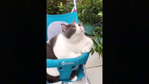 Funny Pets Compilation #5