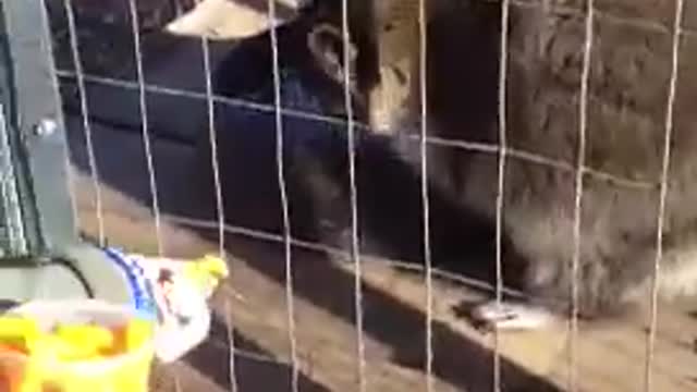 Raccoon Eating Cheetos!