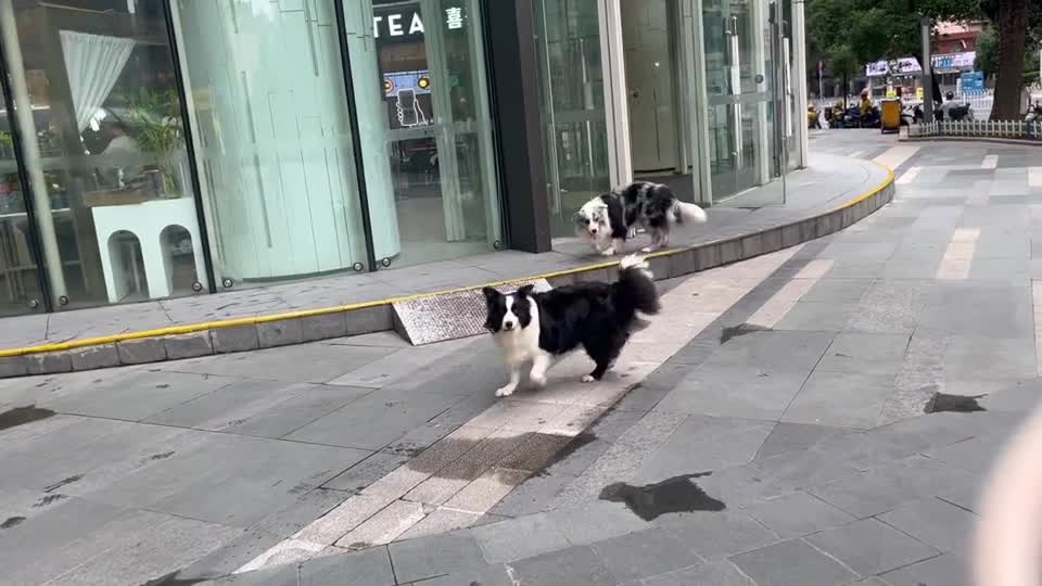 I like dogs, because they are man's good friends.