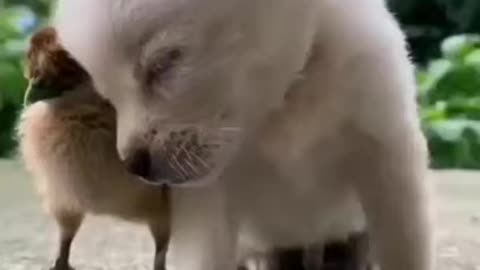 funny puppy sleeping video