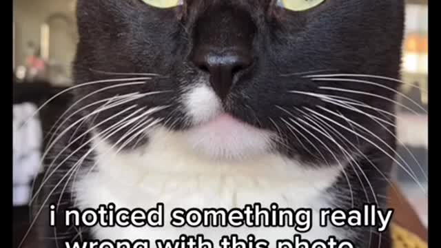 Funny cats #3