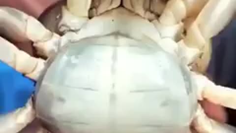 I am going to the crab, see with me.