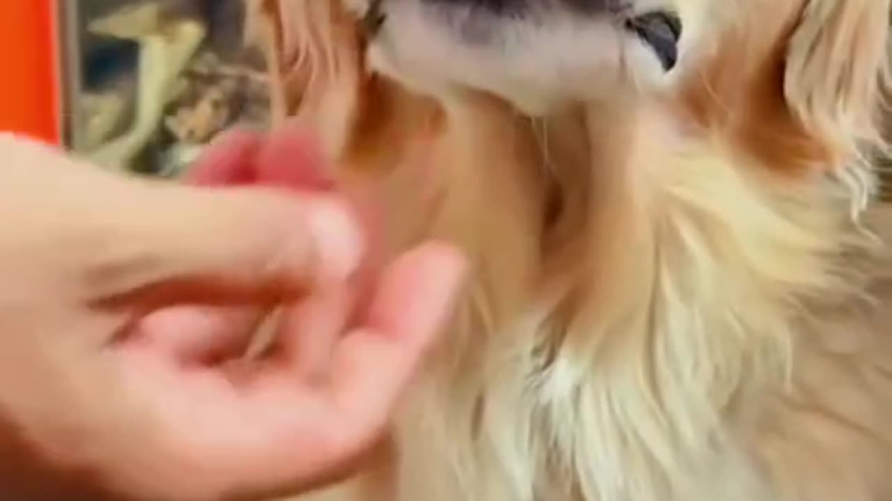 Want your dog to turn into a rabbit? See how cute it gets! Make sure to check it out! 🐶🦷😂