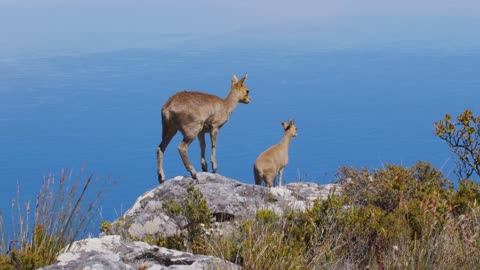 A pair of klipspringer antelopes in natural habitat, Table Mountain, South Africa.
