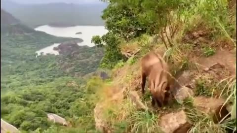 Wildlife in closer view with a natural perspective.