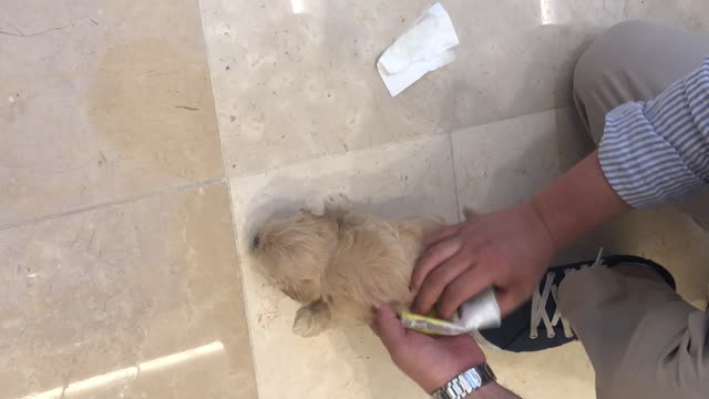 Someone clean a cute Tiny puppy's pee