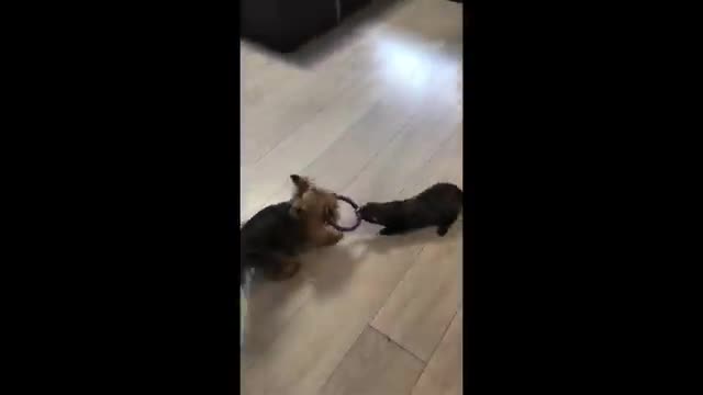 Pup & ferret best friends play tug-of-war