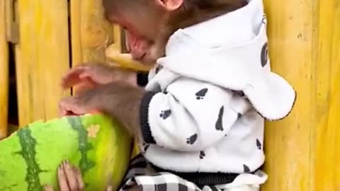 Smart monkey