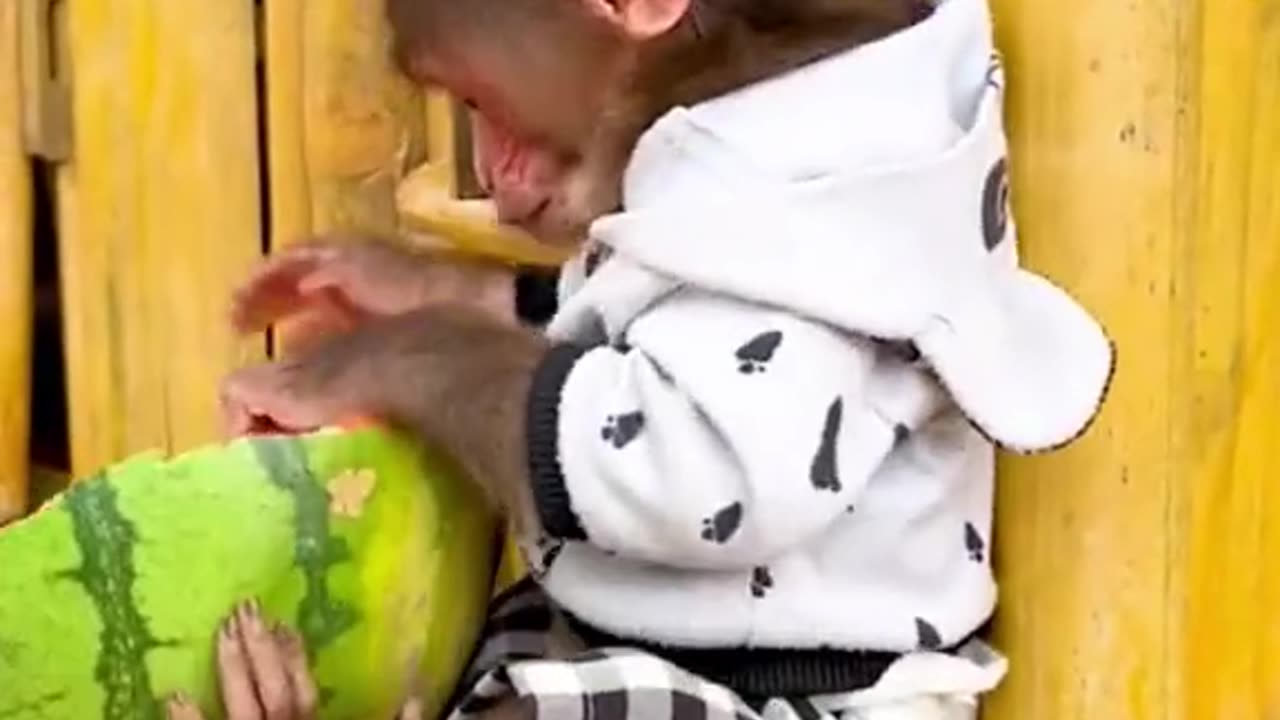 Smart monkey