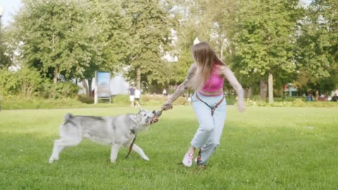 Woman Training Dog Playing In The Green Park | Dogs Training Video