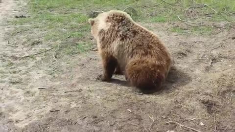 Teddy bear playing with a toy duck