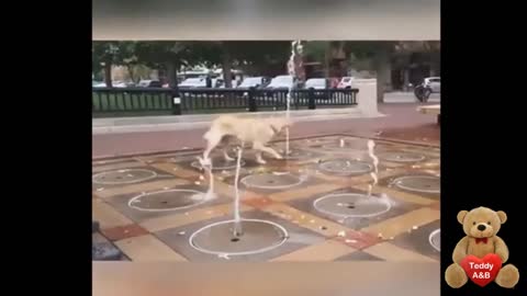 Dogs vs Water_ Clumsy, Clumsy and Funny 2022