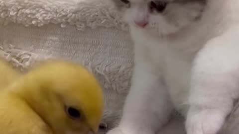FUNNY CAT