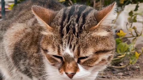 cute cat